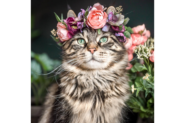 Wayfair Pet Squad! Wayfair